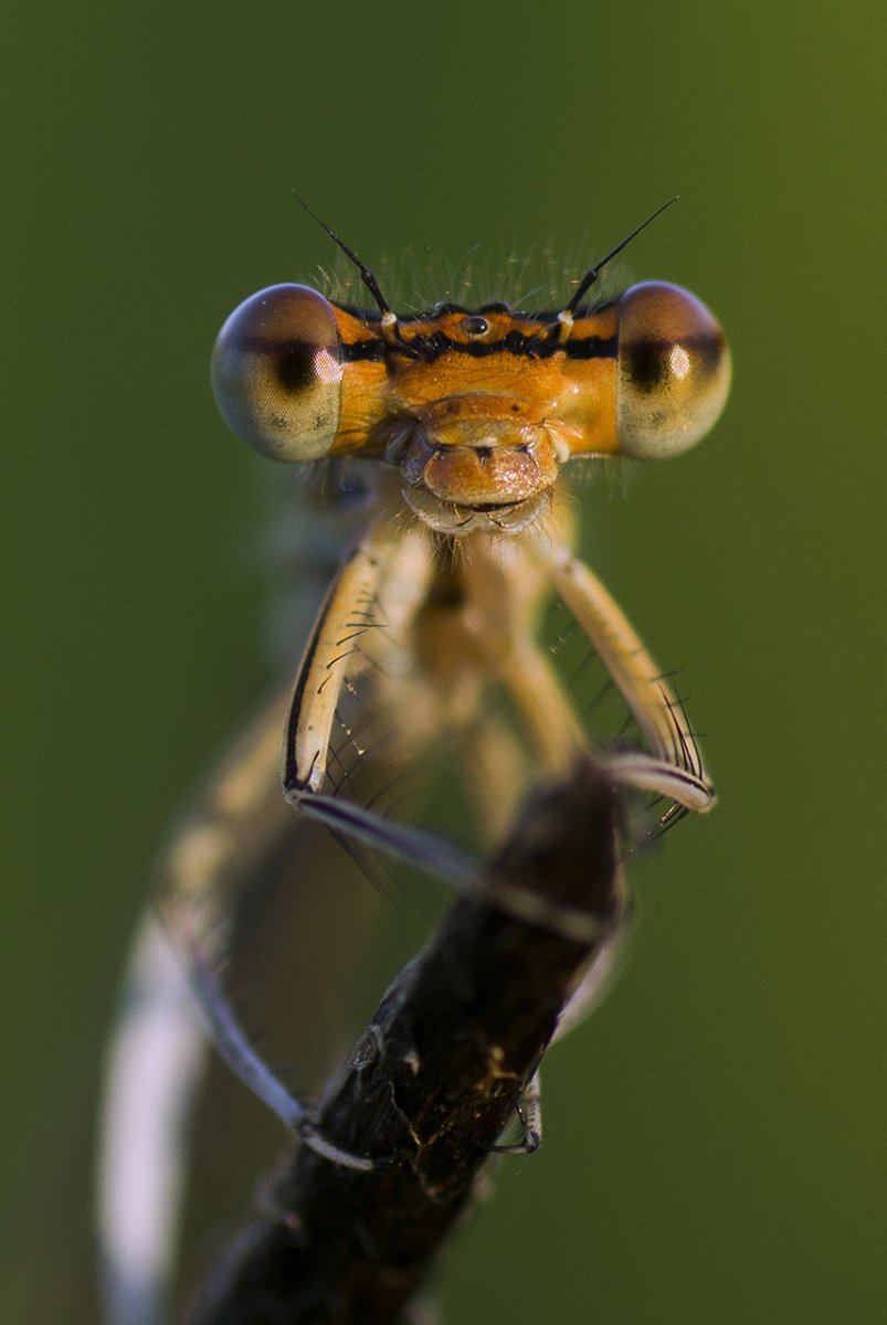 Насекомые на аву