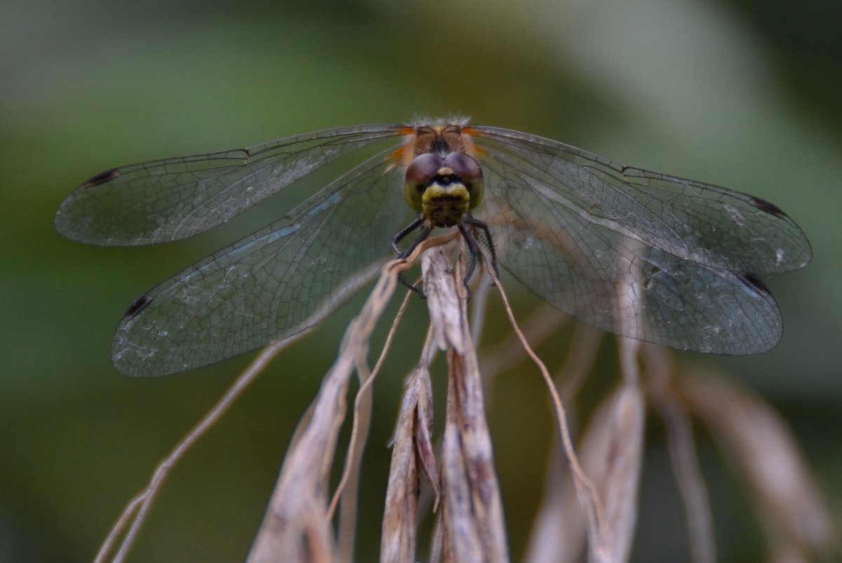 Стрекоза насекомое фото анфас