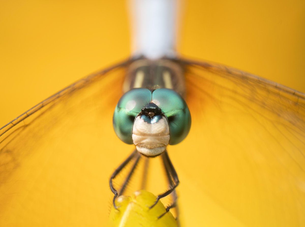 Человек Стрекоза