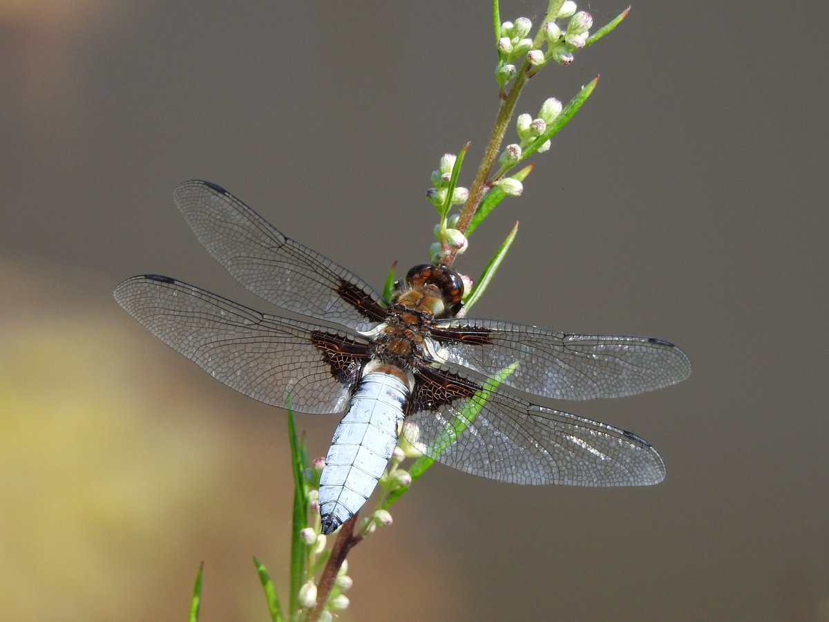 Джин со стрекозой