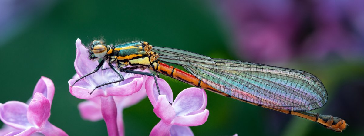 Сирень и Стрекоза