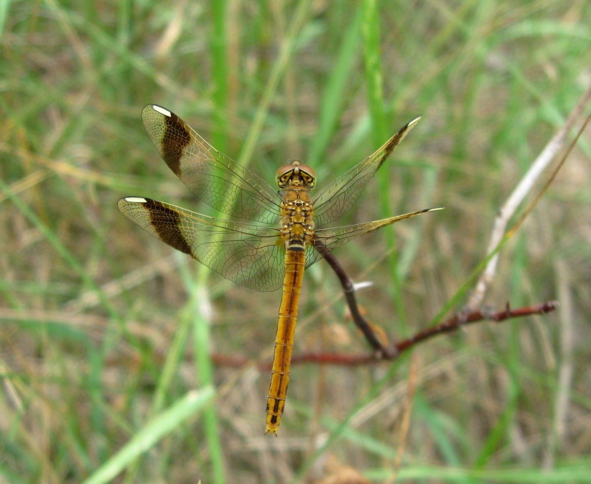 Стрекоза Симпетрум