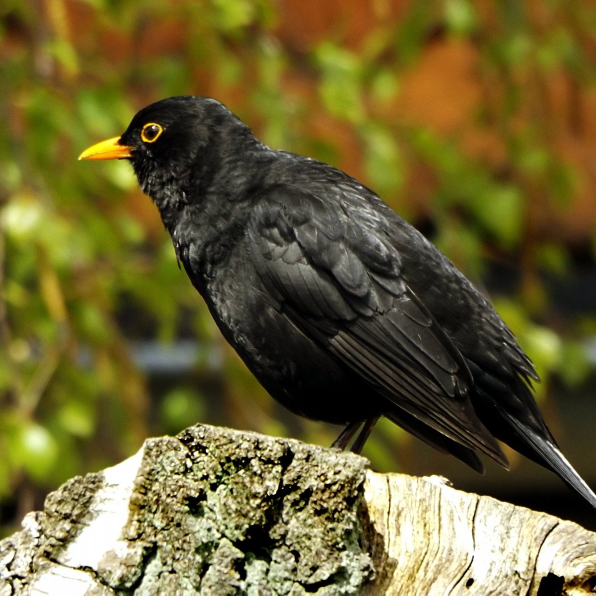 Черный певчий Дрозд