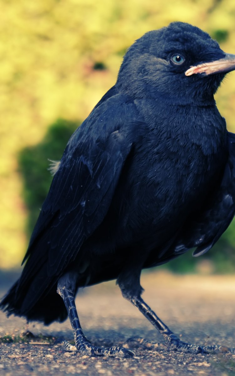 Черная птица