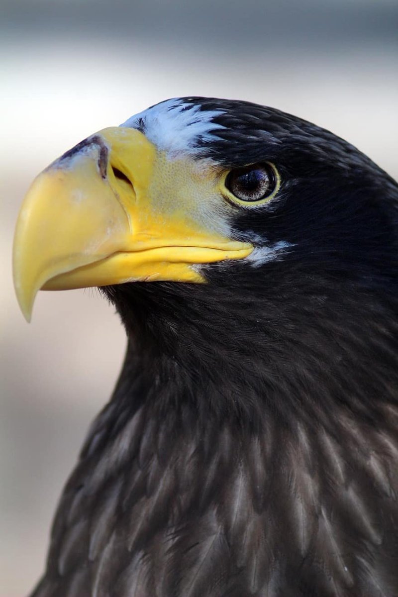 Птица с желтым клювом