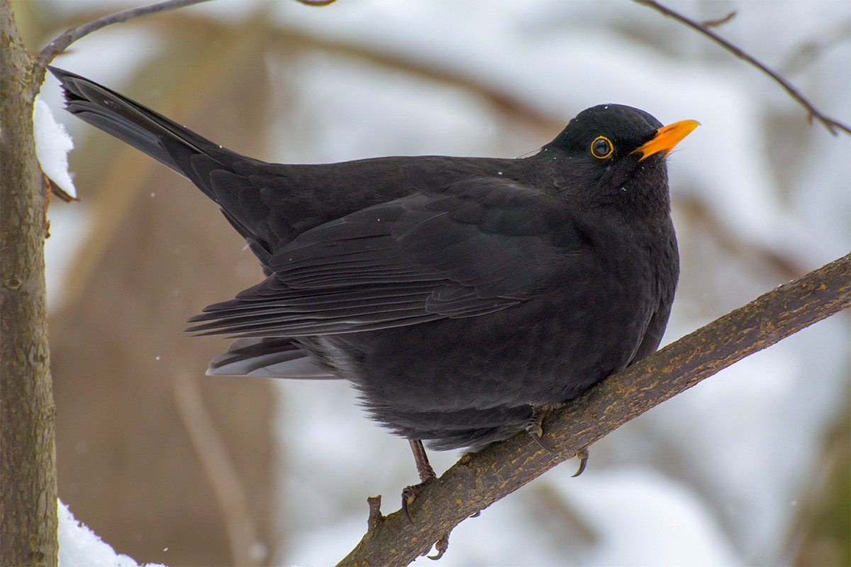 Черный Дрозд птица