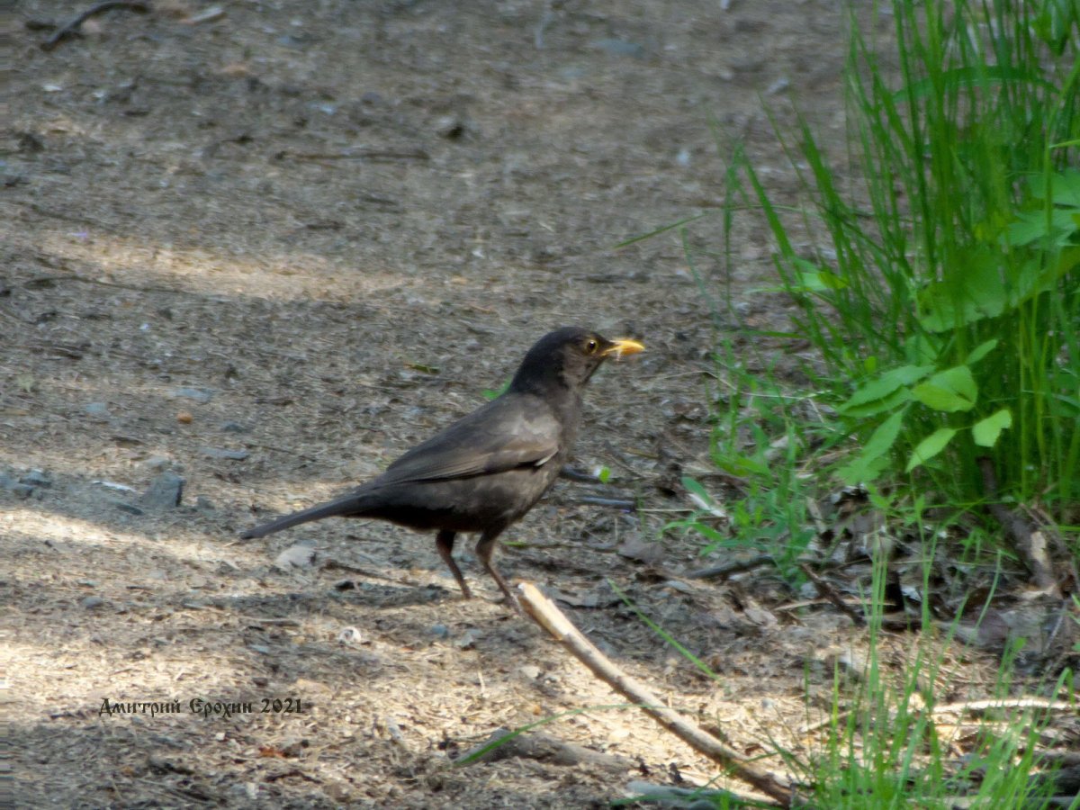Дрозд подросток