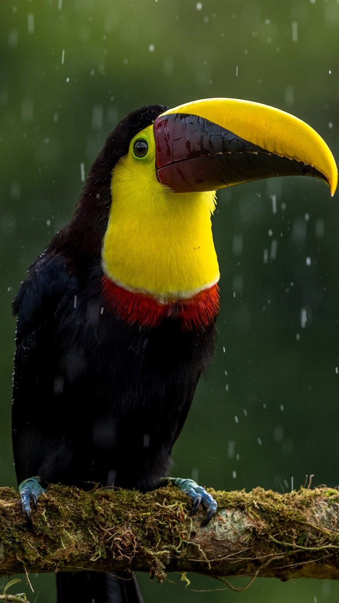 Попугай с желтым клювом