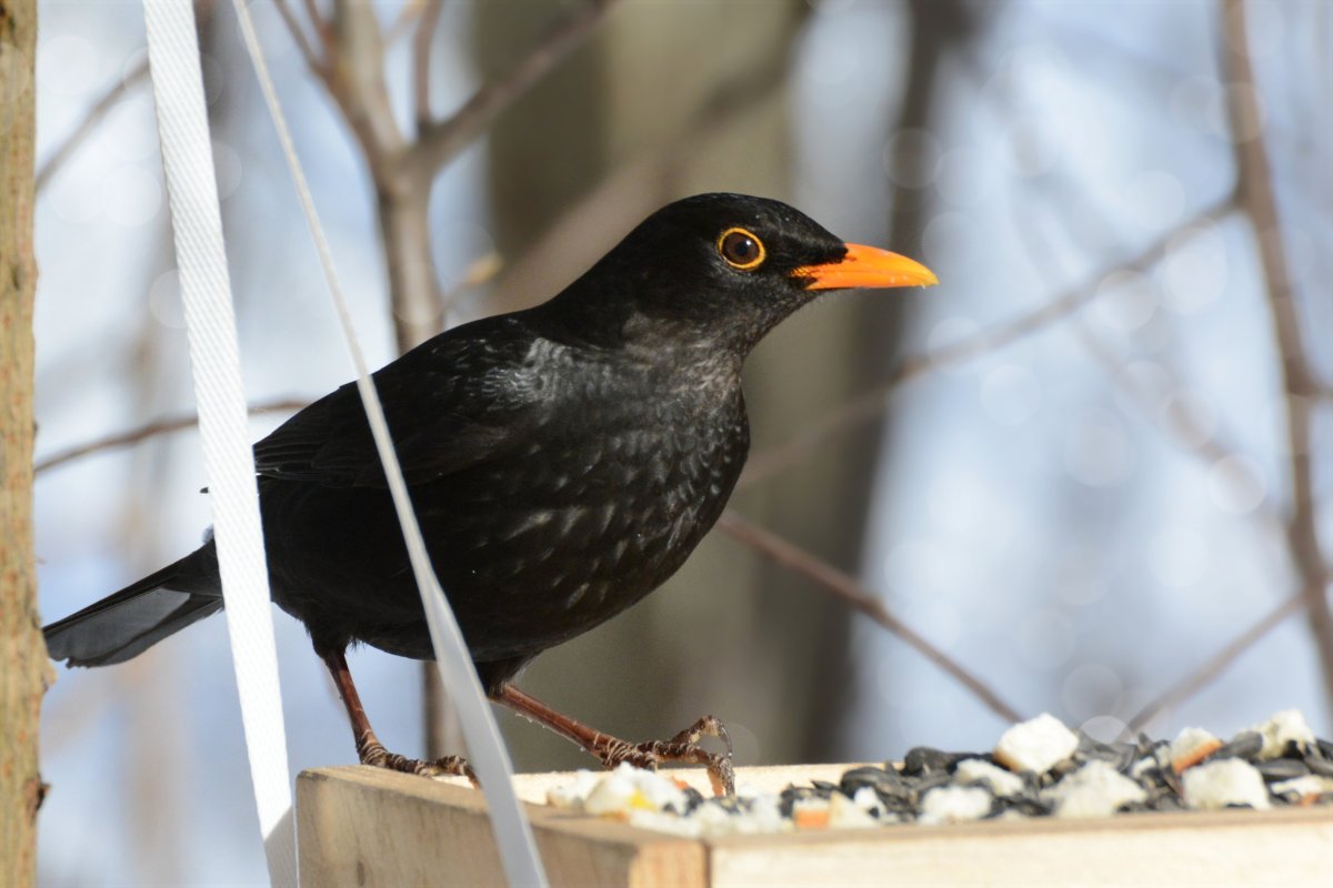 Черный Дрозд птица