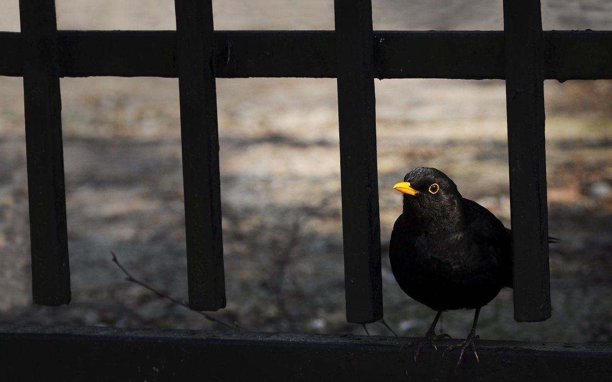 Черная птица