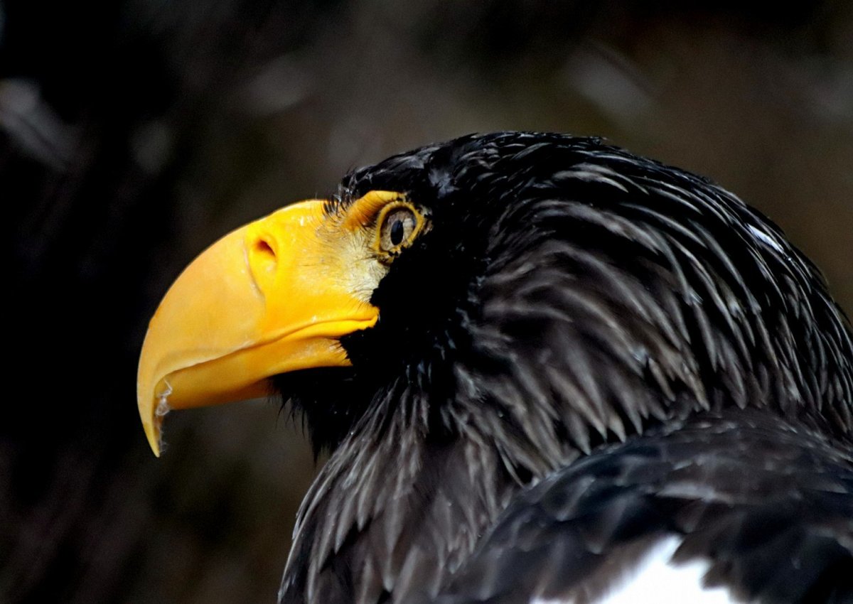 Орел с большим клювом