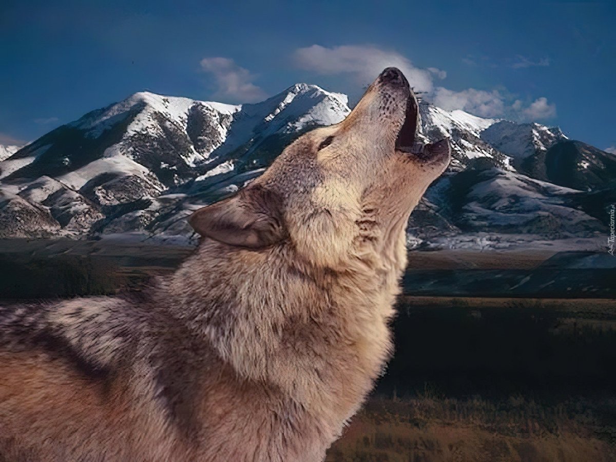 Волки в горах