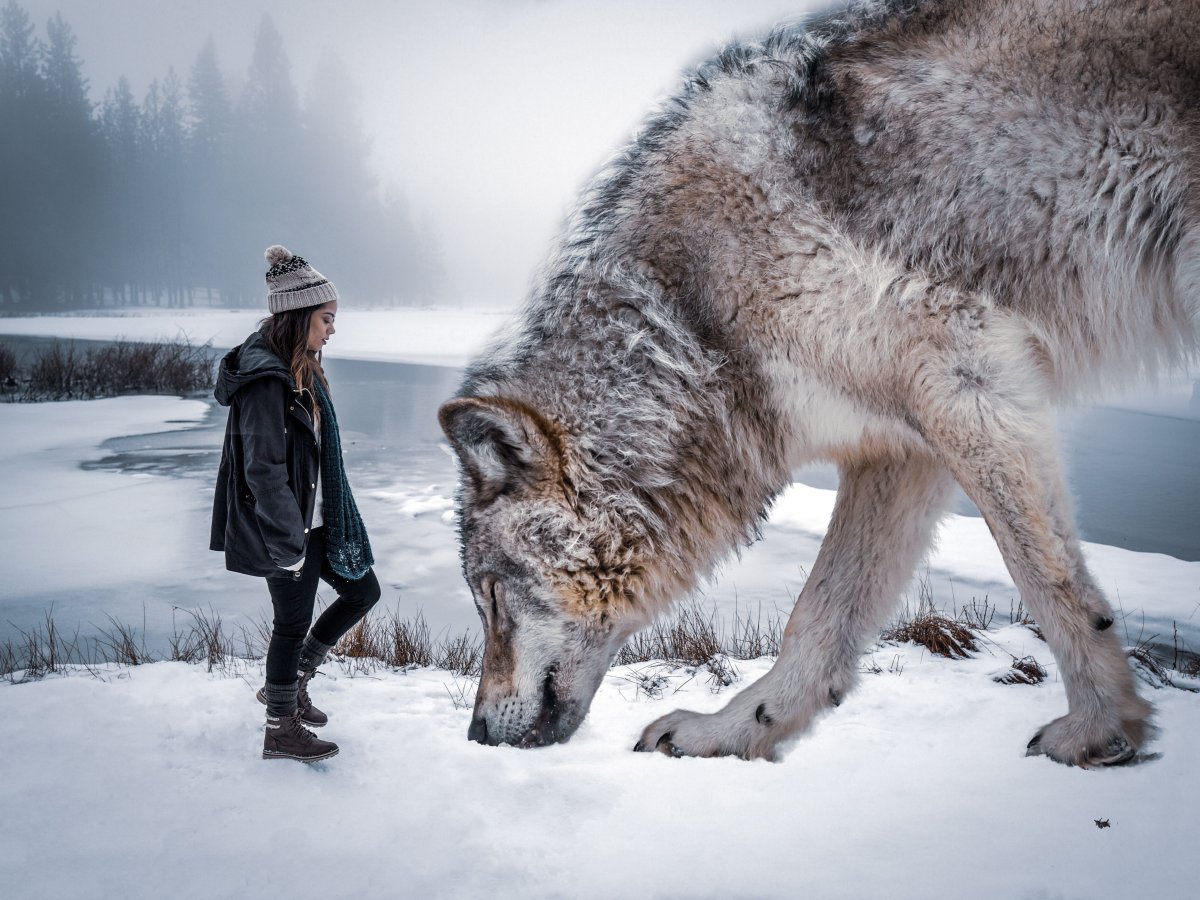 Волк серый прирученный