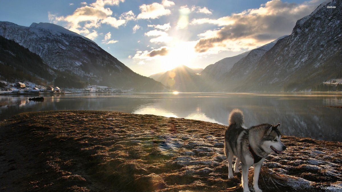 Хаски в горах