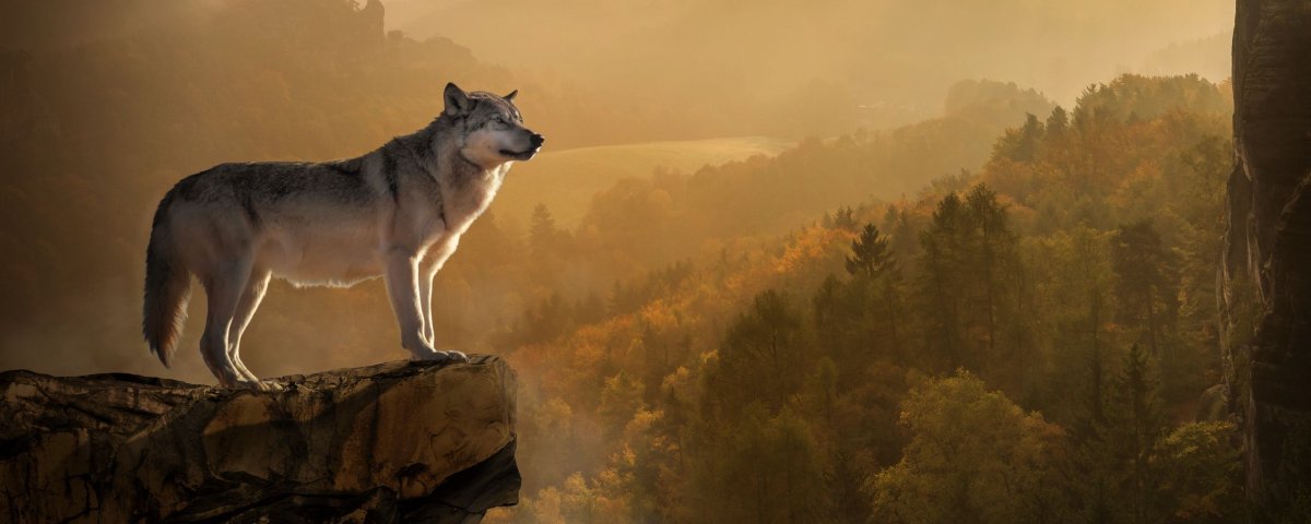 Стая Волков на горе