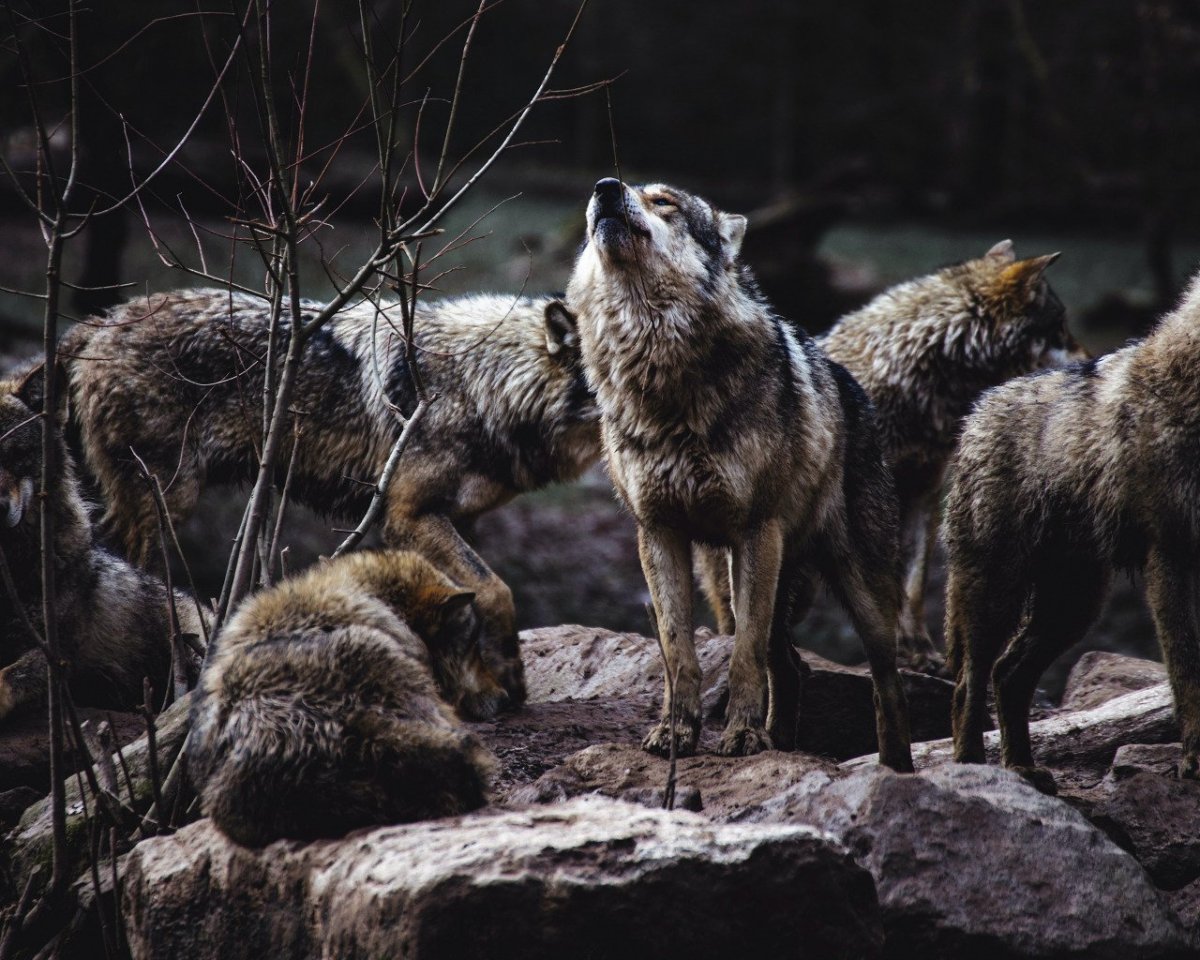 Дикая природа