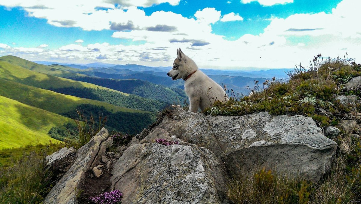 Хаски летом в горах
