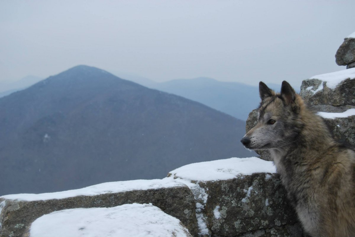Волк южных скалистых гор
