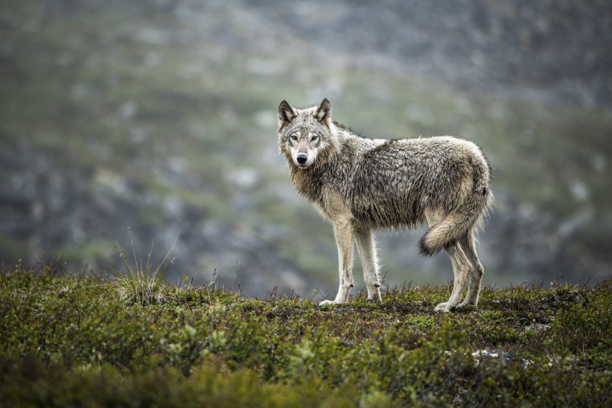 Canis Lupus cubanensis
