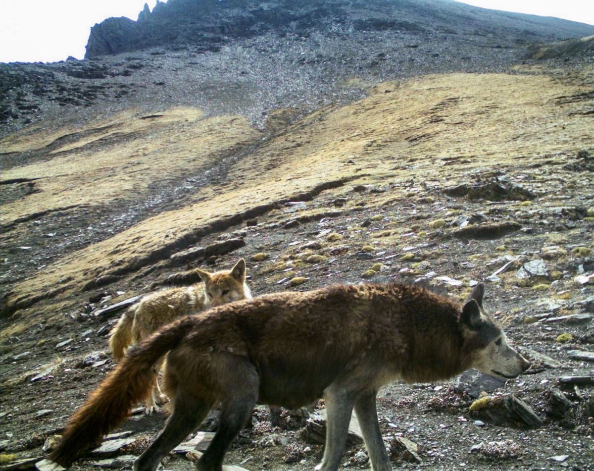 Непальский горный волк