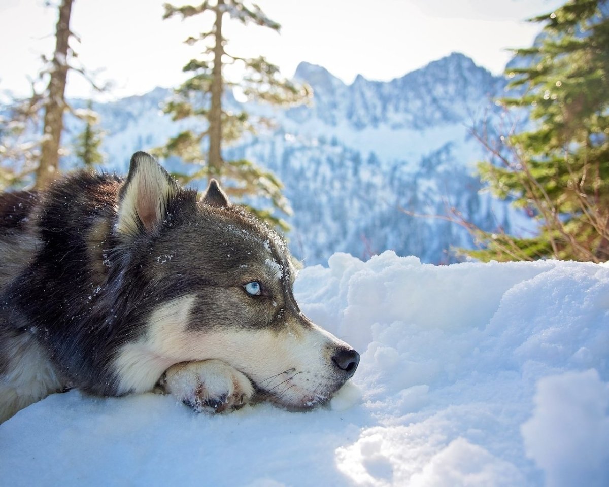 Сибирский хаски снежный волк