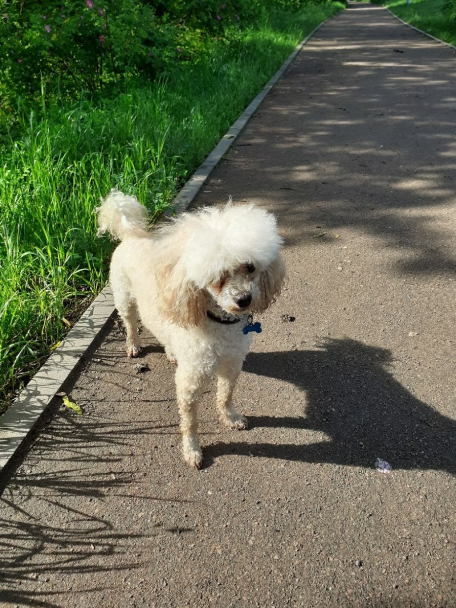 Белый пудель собака