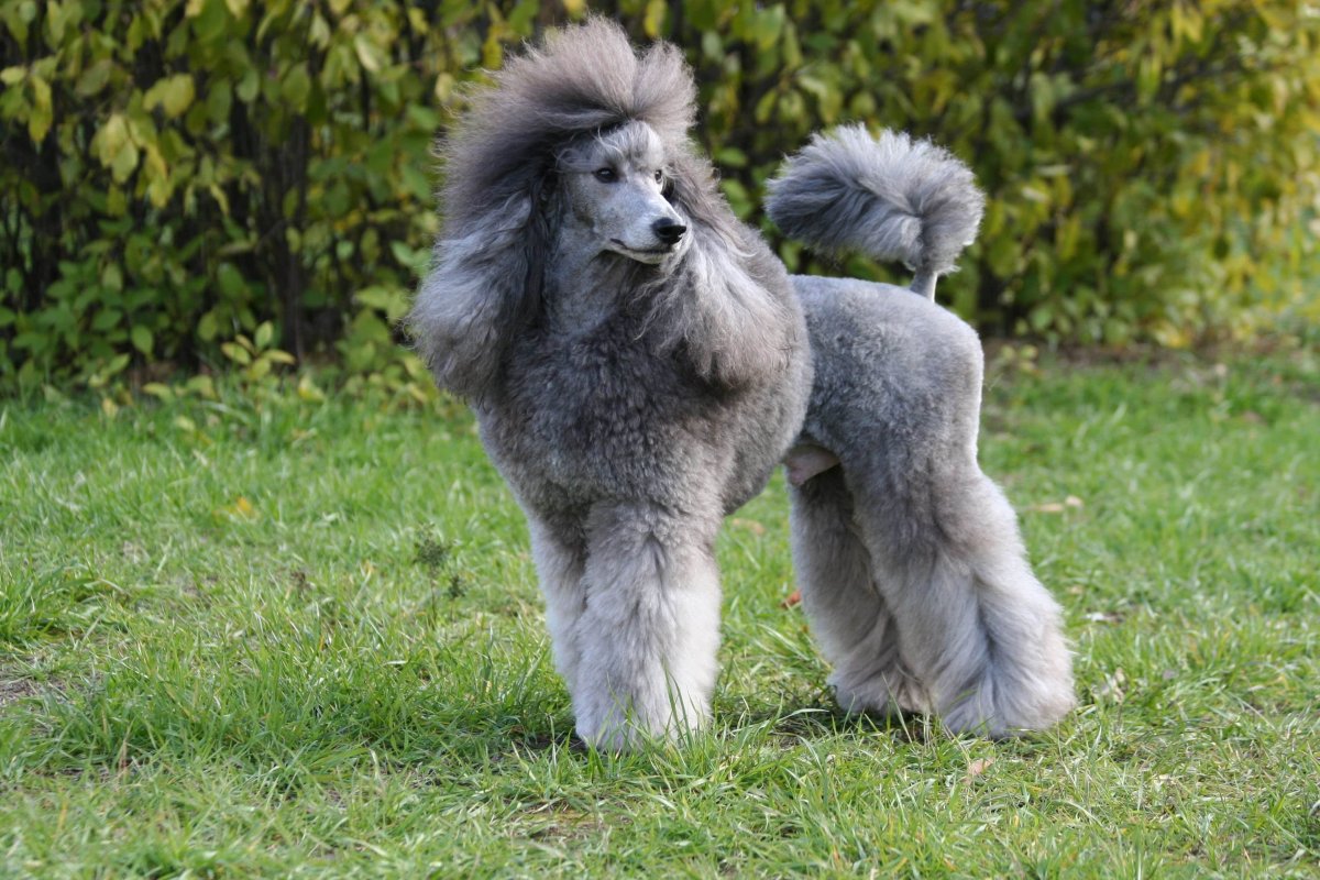 Карликовый пудель серый