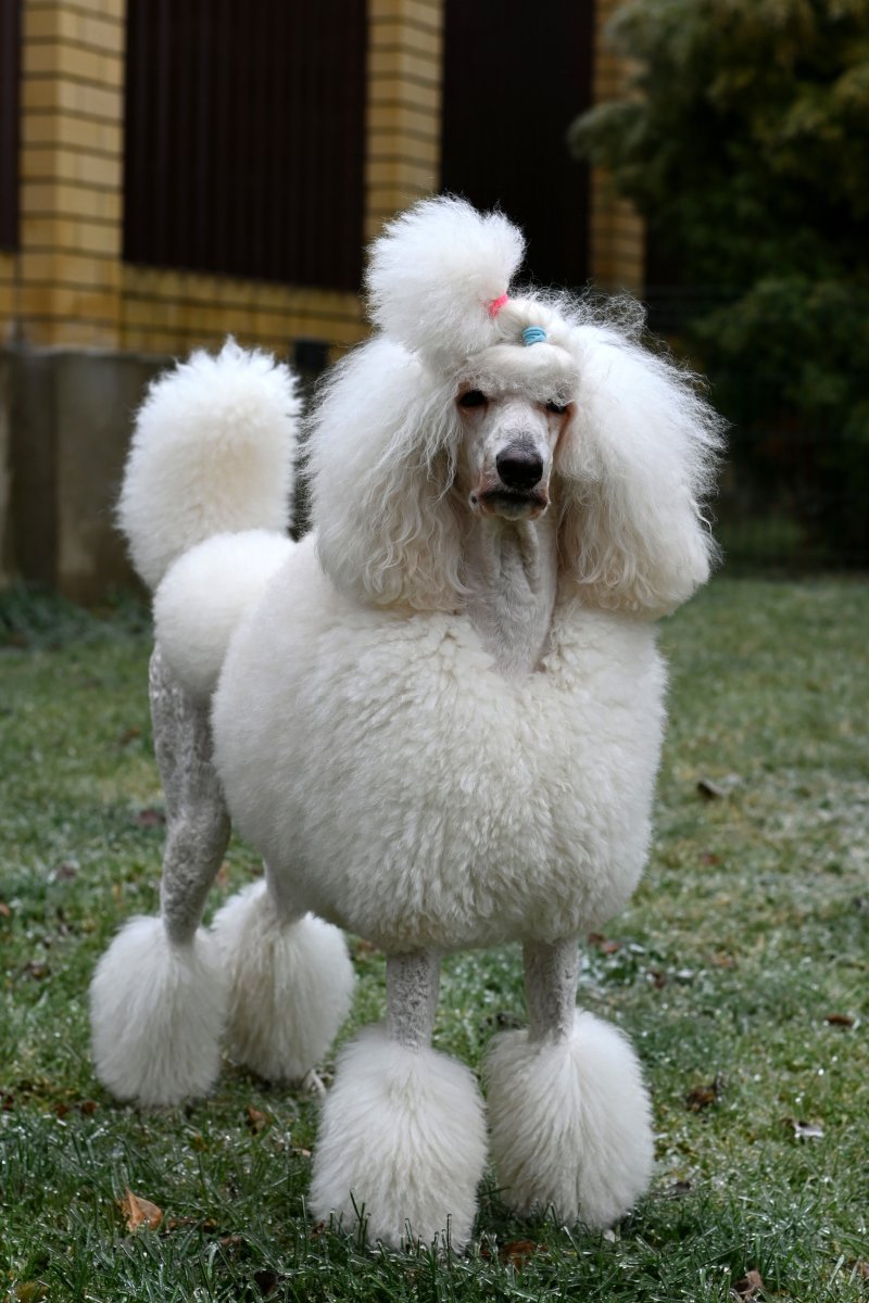 Биколорный Королевский пудель