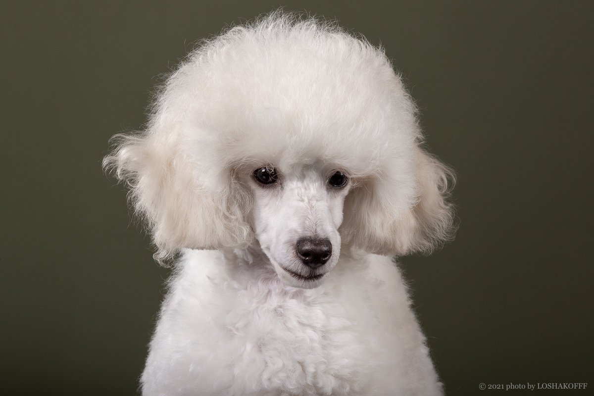 Карликовый пудель мальчик белый