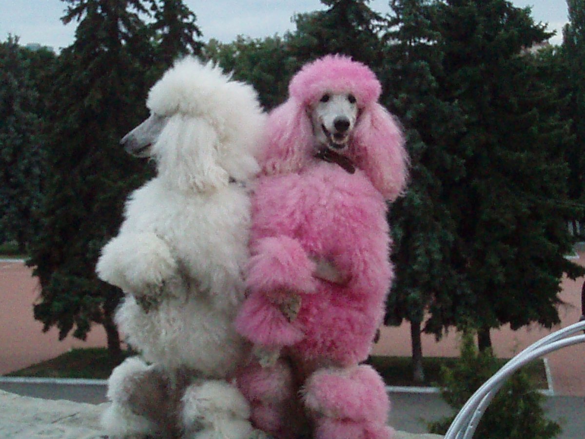 Пудель Курск