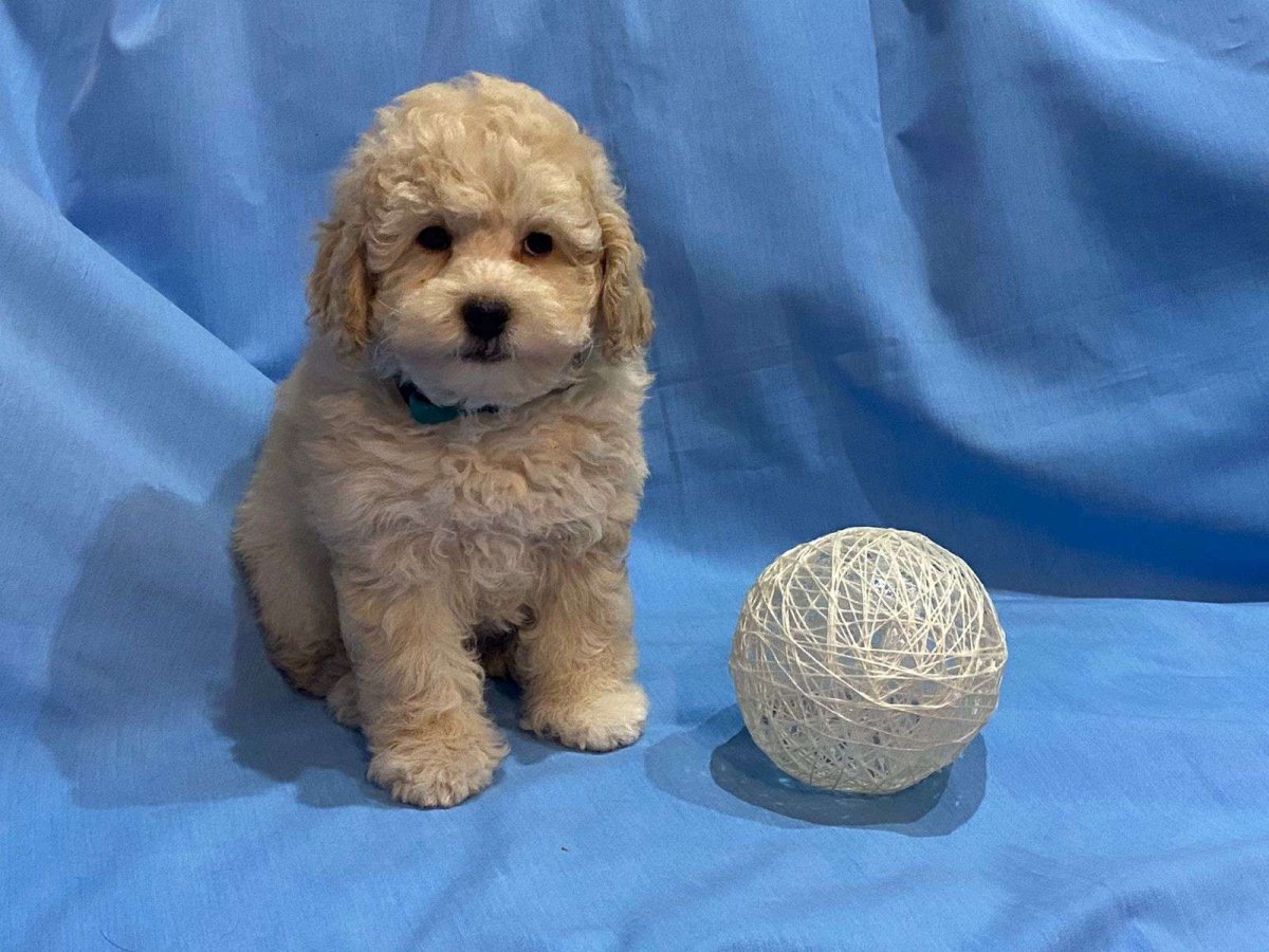 Мини пудель рост щенка в 3 месяца