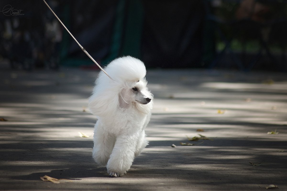 Пудель ангел картинка