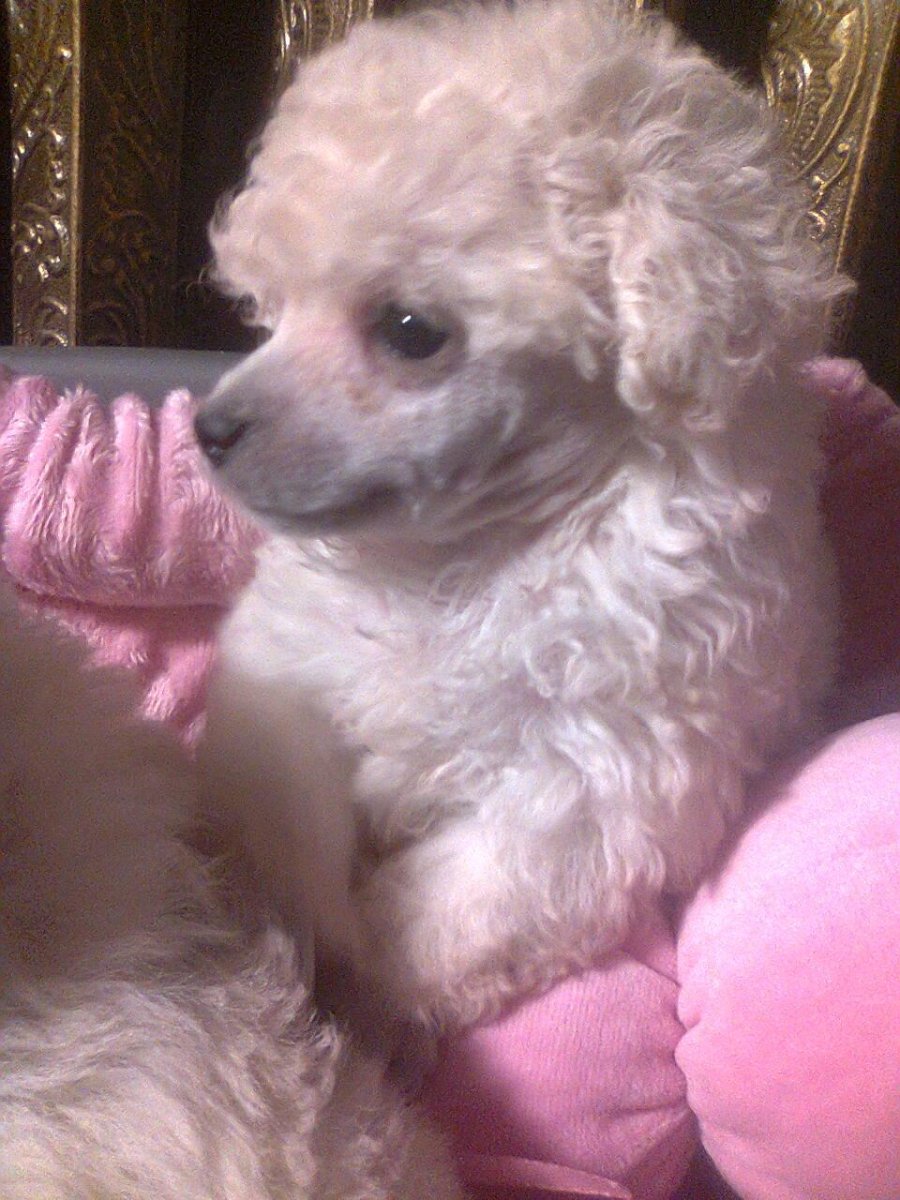 Той пудель белый