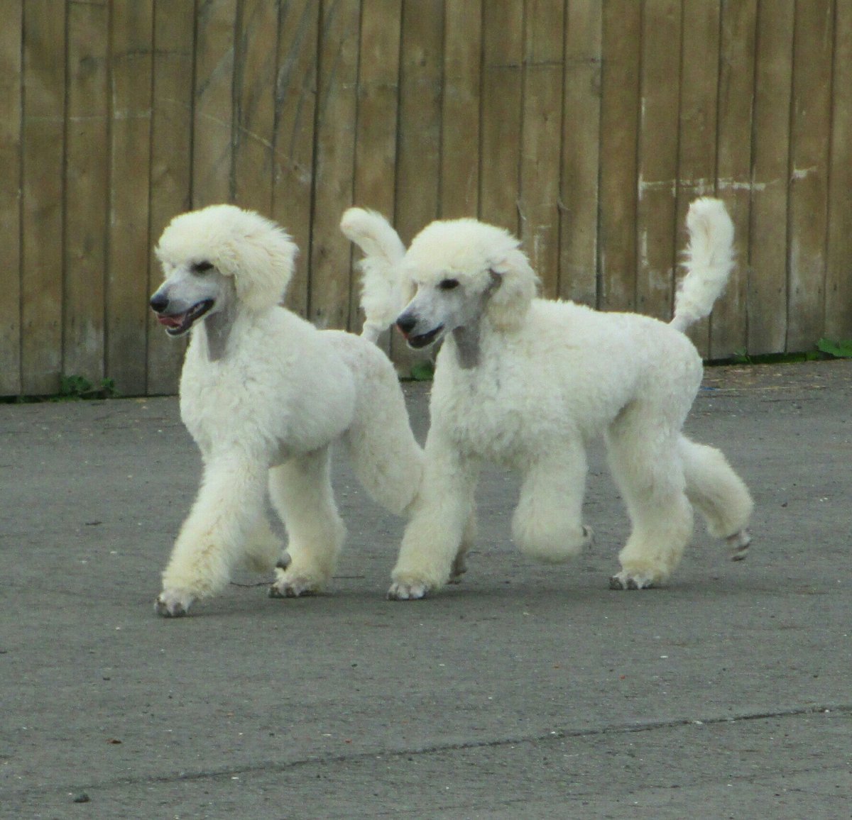 Королевский пудель щенок 3 месяца