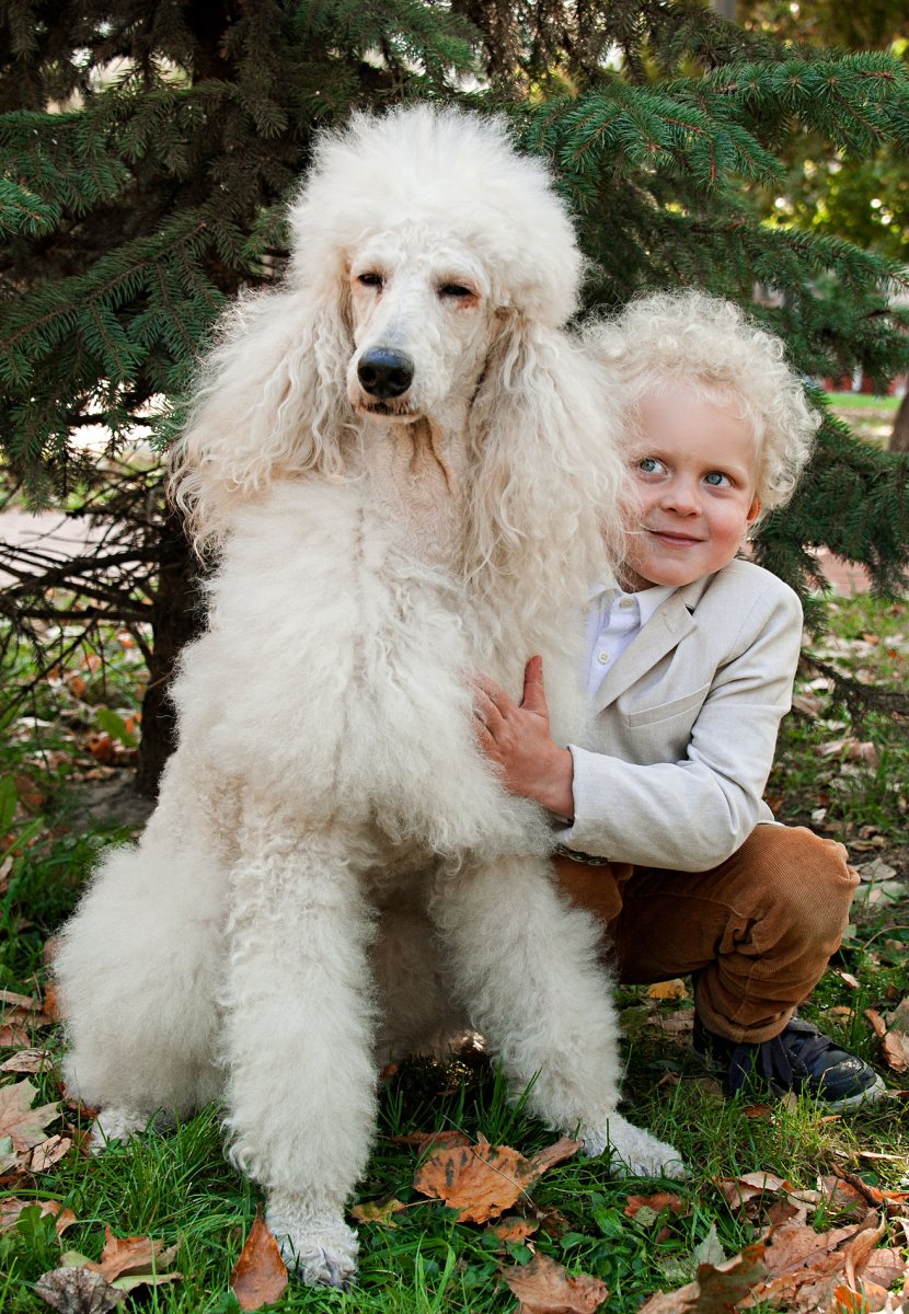 Пудель и Королевский пудель
