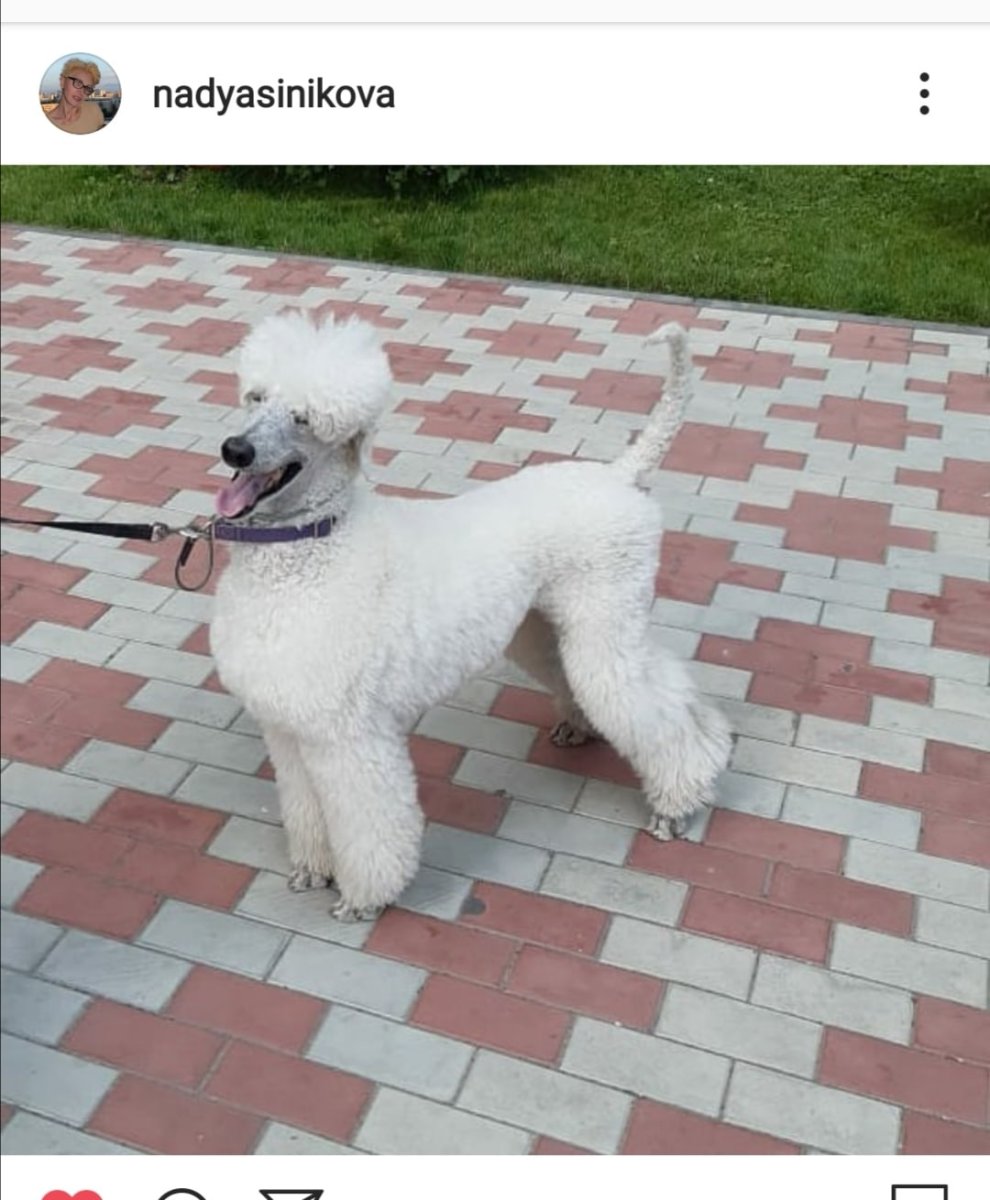 Пудель чемпион мира