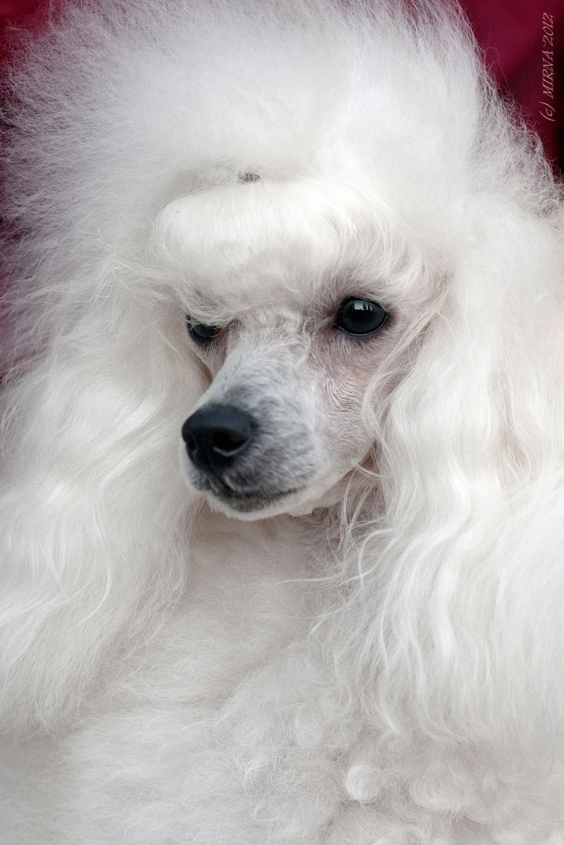 Той пудель белый