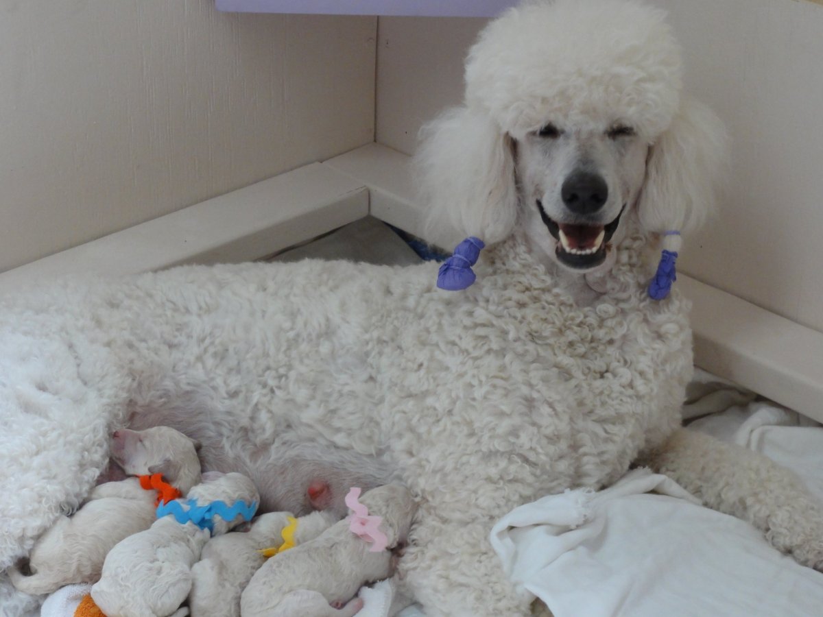 Курликовыйпудель белый