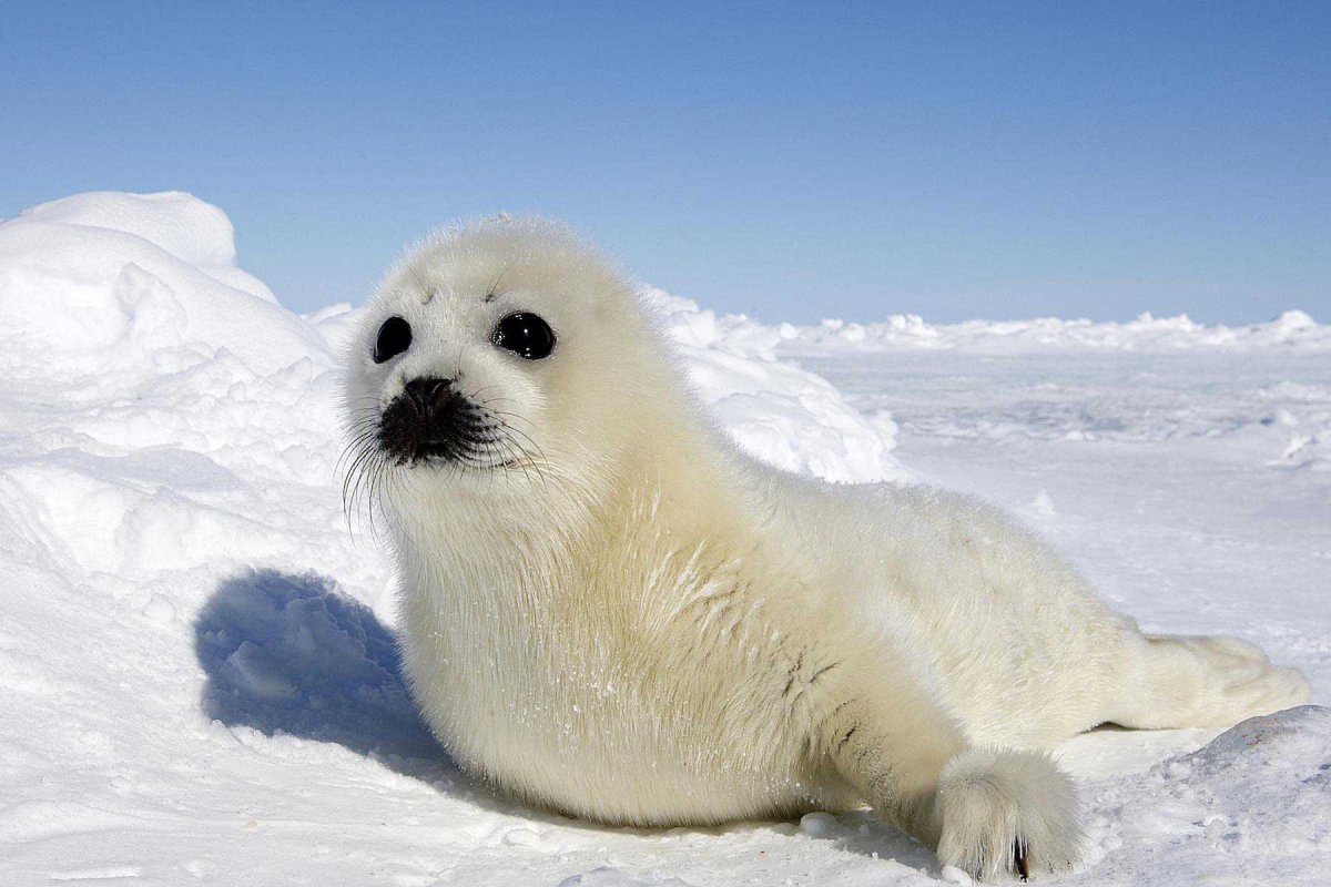 Тюлень в тундре. Нерпа в Арктике. Кольчатая Нерпа Белек. Белек гренландского тюленя. Ластоногие Арктики.
