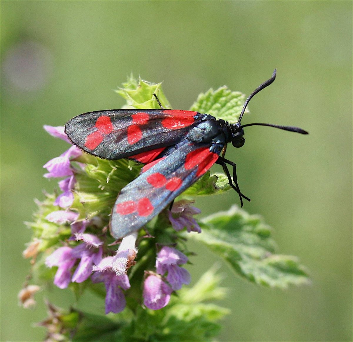 Zygaena filipendulae