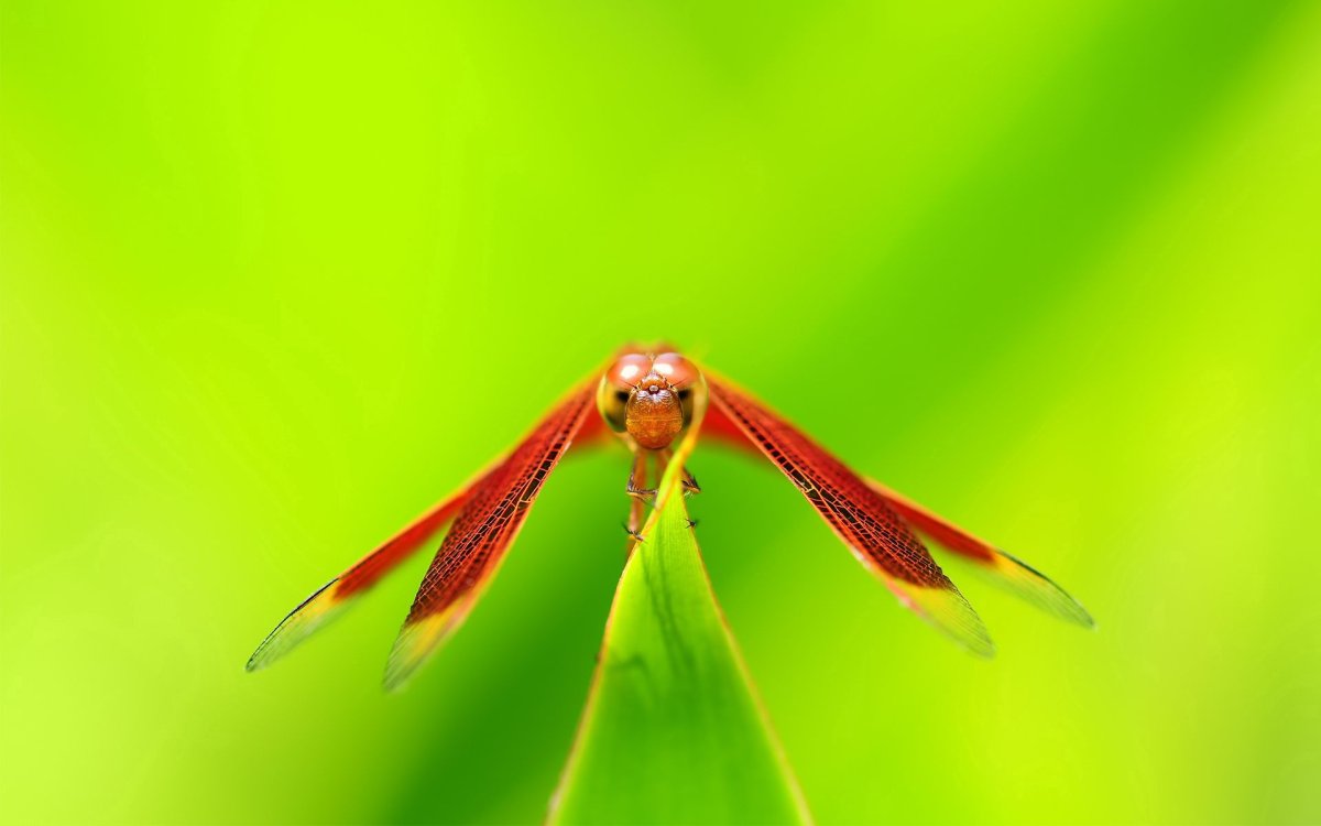 Стрекоза с красными крыльями