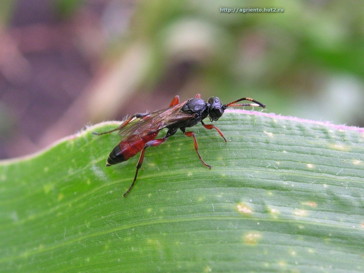 Насекомое с красным брюшком
