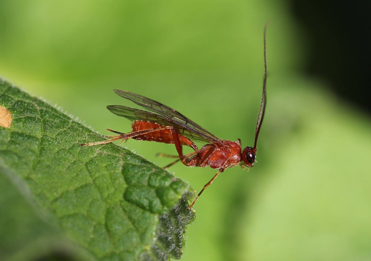 Наездник ночницевый