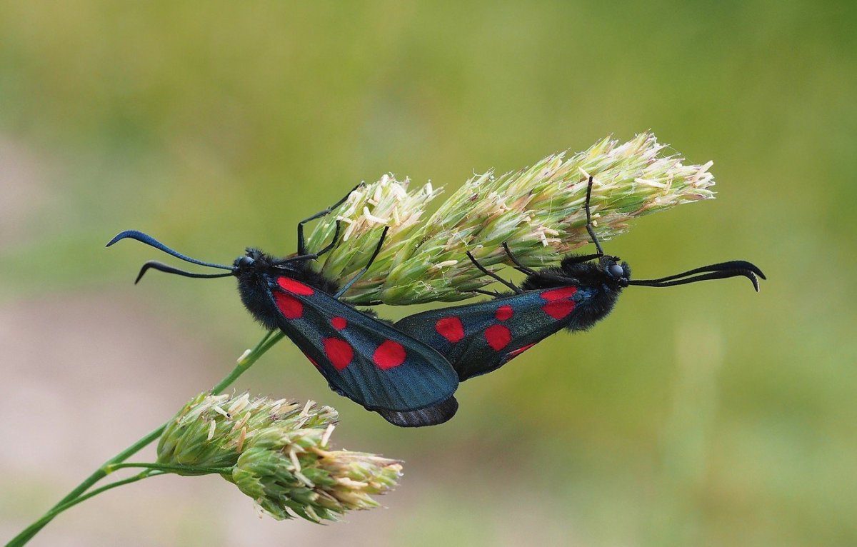 Пестрянка бабочка