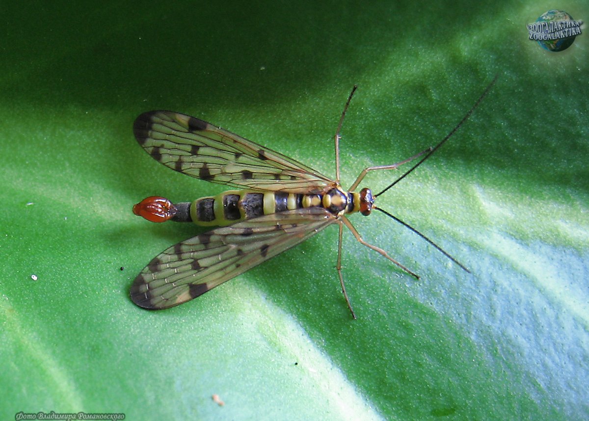 Скорпионница обыкновенная