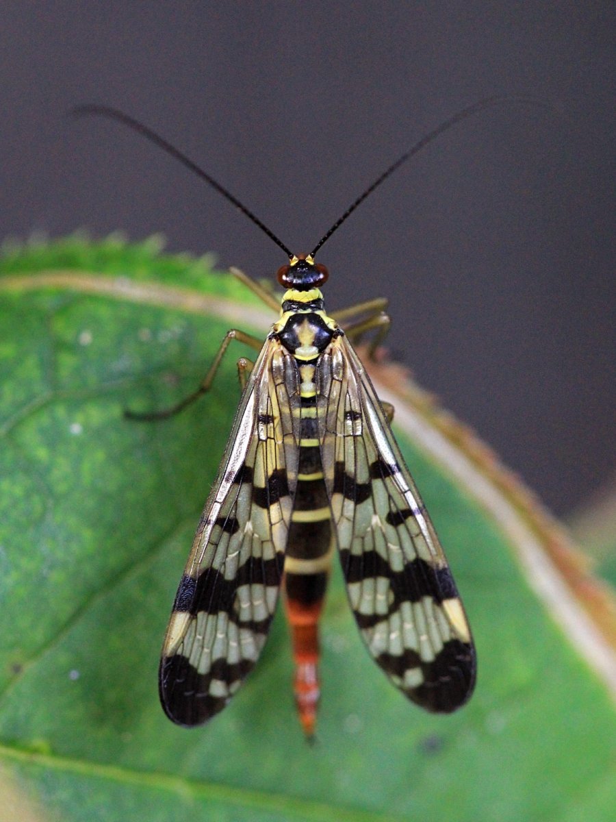 Скорпионовая Муха