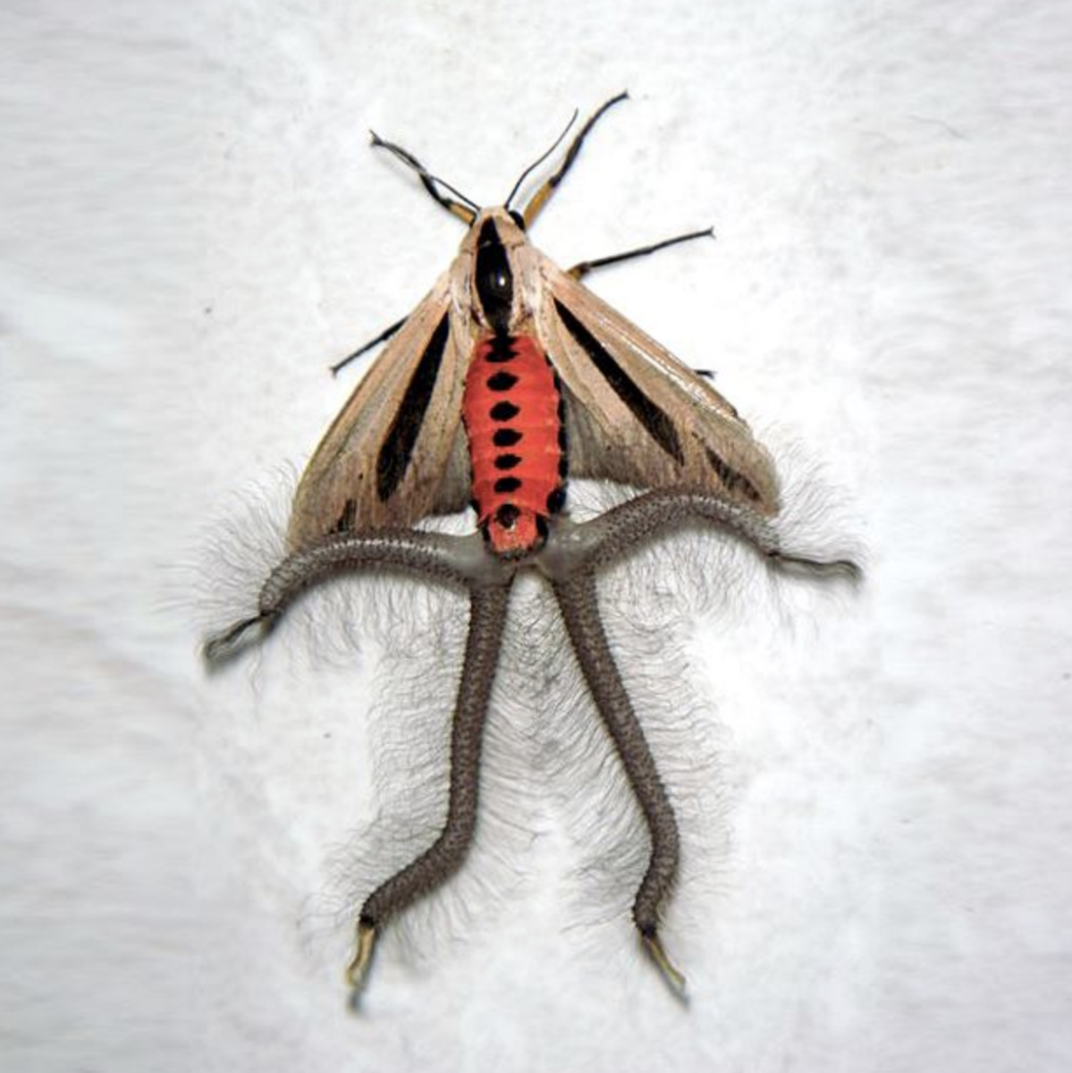 Creatonotos Gangis мотылек