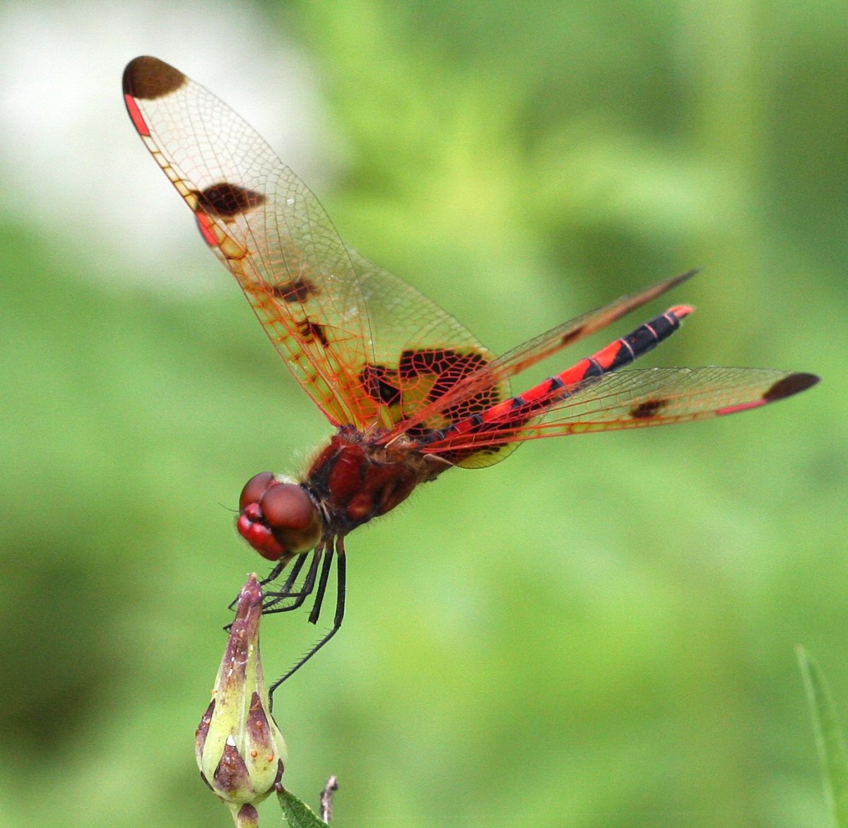 Имаго Стрекозы