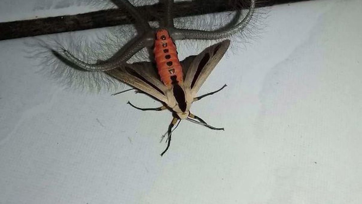 Мотыльки насекомые в доме