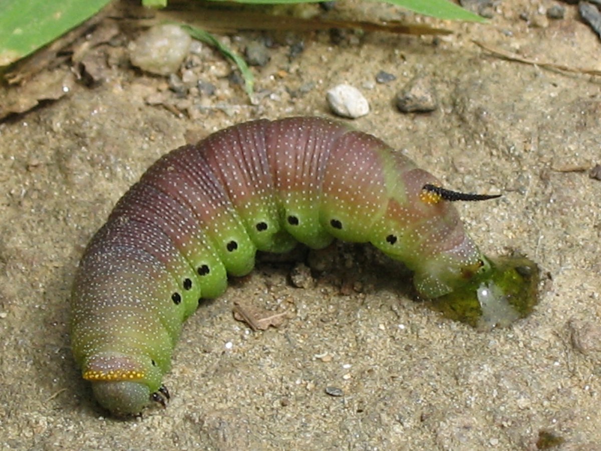 Гусеница с шипом на хвосте